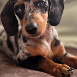 Pebbles - Dachshund