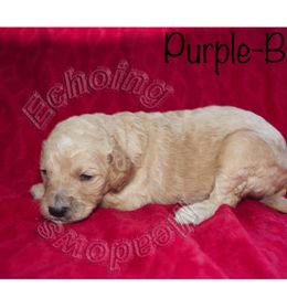 Labradoodle Puppies from Echoing Meadows