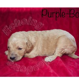 Labradoodle Puppies from Echoing Meadows
