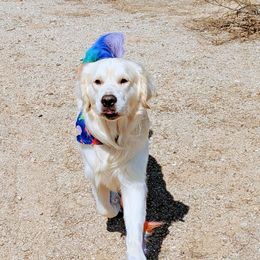Golden Retriever Puppies from Top Gun Golden Retrievers