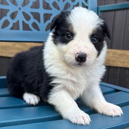 Esperanza - Black and white female Border Collie puppy in Mckinney, Texas from Border Collies of Ruidoso