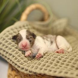 Blue Merle - male Australian Mountain Doodle puppy in Spanish Fork, Utah from Little Puppy Co.