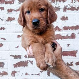 Valley - pink - Dark golden female Golden Retriever puppy in Greeneville, Tennessee from Cultivate Farm