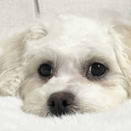 Assorted Doodle Crosses, Bichon Frises, Poodles, and Shichons from Mozzie's Waggineers