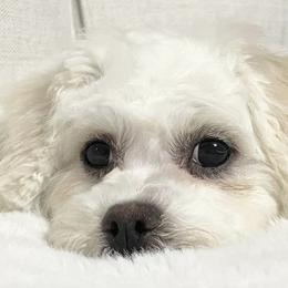Assorted Doodle Crosses, Bichon Frises, Poodles, and Shichons from Mozzie's Waggineers