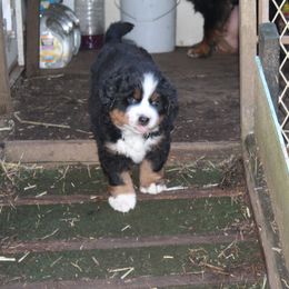Bernese Mountain Dog Puppies from Baby Bear Bernese Kennel