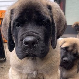 Mastiff puppies from Showstoppers Mastiffs