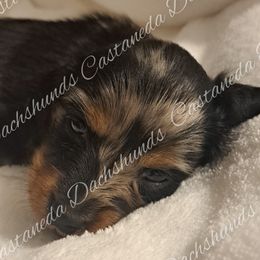 Girl 3 - Dachshund puppy from Castaneda Dachshunds