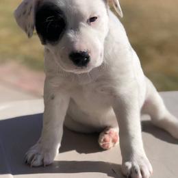 Australian Cattle Dog Puppies from Christensen Heelers