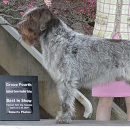 Cirneco dell’Etnas, Kuvaszok, and Wirehaired Pointing Griffons from Kaen Kennels