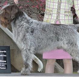 Cirneco dell’Etnas, Kuvaszok, and Wirehaired Pointing Griffons from Kaen Kennels
