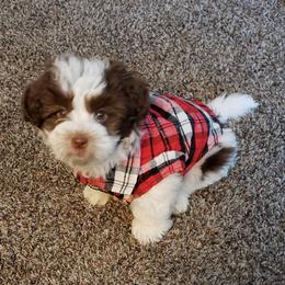 Havanese Puppies from Steal Your Heart Havanese