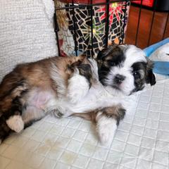 Archie - Brown male Shichon puppy in Pennsylvania from Manor Hills Shih Tzus