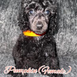 Pumpkin (Orange Collar) - Black female Poodle puppy in League City, Texas from Chauffeured Poodles