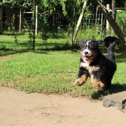 Bernese Mountain Dog Puppies from Baby Bear Bernese Kennel