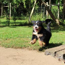 Bernese Mountain Dog Puppies from Baby Bear Bernese Kennel