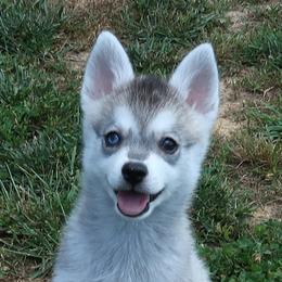 Nash - Gray and white male Alaskan Klee Kai puppy in Shelbyville, Tennessee from Gems Rat Terriers