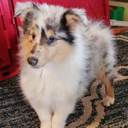 Blue - Blue merle female Collie puppy in Nevada, Missouri from Briarwood Collies