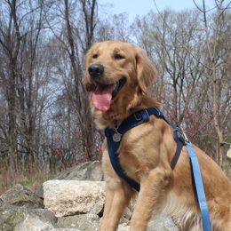 Gabriel - Golden Retriever