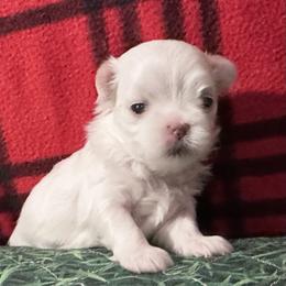 Candy Cane - White female Maltese puppy in Buckeye, Arizona from Casper’s maltese