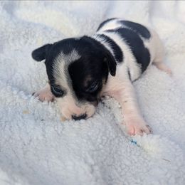 Maisy - Tri-color female Russell Terrier puppy in Sandown, New Hampshire from Patch Wood Irish Jacks