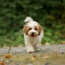 Dimond - Parti male Maltipoo puppy in Deming, Washington from Heavenly Puppies to Love