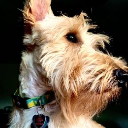 Chester - Scottish Terrier