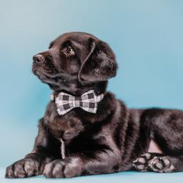 Aussiedoodle and Labradoodle Puppies from Doodles on Duty