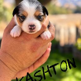 Kashton - Blue merle male Miniature American Shepherd puppy in Sanger, California from Flying M Cactus Ranch Buddies