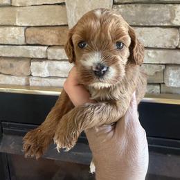 Chardonnay - Red female Cockapoo puppy in Connersville, Indiana from MoonShine Babies