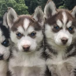Siberian Huskies from Peterson Puppies