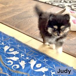 Judy - Black and white female Pomsky puppy in Long Grove, Illinois from Windy City Pomsky
