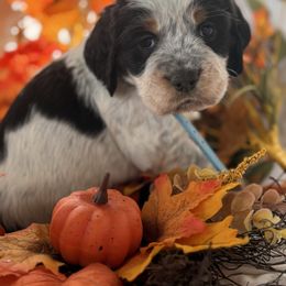 Turquoise charm - Black white and tan female English Springer Spaniel puppy in Cleburne, Texas from Powers English Springer Spaniels