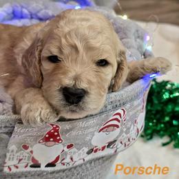 Porsche - Apricot female Goldendoodle puppy in Sanderson, Florida from Serenity Goldendoodles