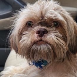 Shih Tzus from Donna's Shih Tzus