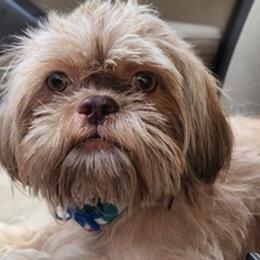 Shih Tzus from Donna's Shih Tzus