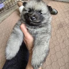 Maple - Gray silver and black Keeshond puppy in Rogers, Minnesota from Legacy Keeshonds
