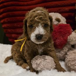 Abby - Red  female Goldendoodle puppy in Bristol, Tennessee from 4goldendoodles