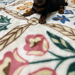 Shadow - Black and tan male Dachshund puppy in Milroy, Pennsylvania from Not Your Average Weiner