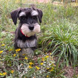 Chandra - Black and silver female Miniature Schnauzer puppy in Colorado Springs, Colorado from Spice Mountain Puppies