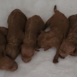 Goldendoodles and Poodles from Tender Little Paws