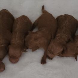 Goldendoodles and Poodles from Tender Little Paws