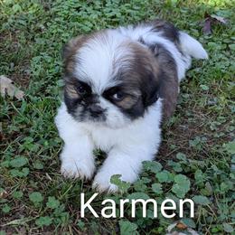 Karmen - Black gold and white female Shih Tzu puppy in Clyde, North Carolina from Shawgo Pups