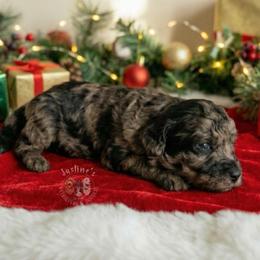Charlie Brown - Merle male Goldendoodle puppy in Sterling, Connecticut from Justine’s Retrievers and Doodles