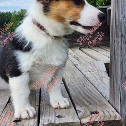 Pembroke Welsh Corgi Puppies from Pinkyella Corgis