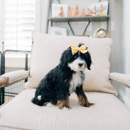 DJ - Tri-color female Bernedoodle puppy in Murray, Utah from Sun Valley Doodles