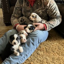 Australian Shepherd Puppies from 4H Aussies