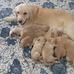 Girl 3 - Golden female Golden Retriever puppy in Saint Helens, Oregon from Ebert Golden Retrievers & Pugs