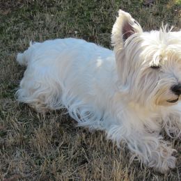 West Highland White Terriers from Kilmartin Westies
