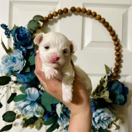 Girl 2 - White female Maltese puppy in Homestead, Florida from Princess’s Maltese Palace